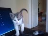 kitty on laptop.jpg
