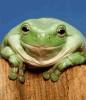 Prince Frog.gif
