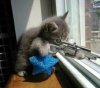 cat shooter.jpg