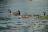 Geese at Lake Murray.jpg