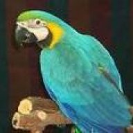 macawsdeaf