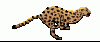 cheetah.gif