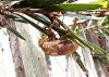 cicada12.jpg