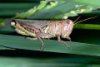 grasshopper.jpg