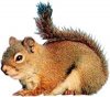 squirrel.jpg