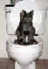 cattoilet.jpg