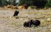 Kevin Carter's Photograph.jpg