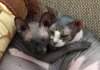 cats 009.jpg
