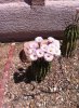 cactiflowers.jpg