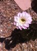 cactiflower.jpg