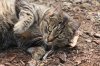 A beauiful cat enjoying rolling around on the bark at the garden - sadly she passed away and I l.jpg