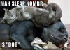 funny-pictures-cat-sleeps-dog-bed.jpg
