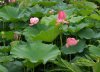 Hoa sen.jpg
