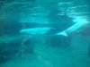 belugas.jpg