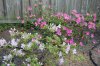 azaleas3.jpg