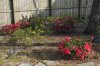 azaleas5.jpg