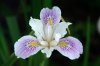 iris-flower-1 (1).jpg