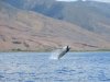 Whale Breeching.jpg