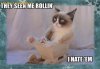 Grumpy-Cat-Rollin.jpg