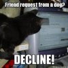 catfriend.jpg
