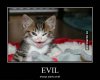 funny-devil-cat-meme.jpg