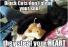 blkcat1.jpg