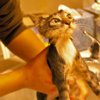 cat-bath6.jpg