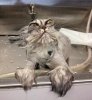 cat-bath-6.jpg