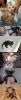 cat-baths2.jpg
