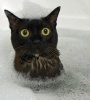 zcatbath.jpg