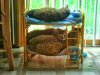 catbed.jpg