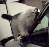 catjeep.jpg