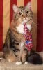 catsenate.jpg
