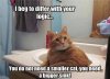 cattt.jpg