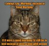 morning cat.jpg
