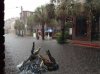 gators.jpg