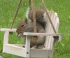 SquirrelOnSwing3.JPG