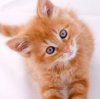 orangkitten-200px.jpg
