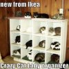 best-cat-memes-funny-cat-memes.jpg