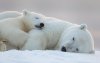 cute-baby-polar-bear-day-photography-35__880.jpg