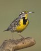 western_meadowlark_w02-43-144_l.jpg