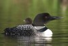 6-15-12-common-loon-and-chick-img_4162.jpg