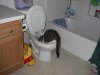 tolietcat.jpg