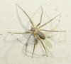 brown recluse1.jpg