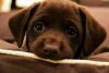 cute-lab-retriever-puppy-eyes.jpg