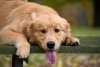 gem-farm-golden-retrievers-pownal-me-golden-retriever-puppies.jpg