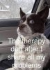 Therapy Dog.jpg
