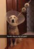 hilarious-dog-snapchats-33-58eb7daa01065__700.jpg