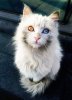 Cat-pics-40-Pics-28.jpg