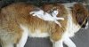 cute-cats-sleeping-on-dogs-fb.jpg